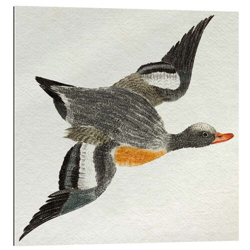 Galleriprint Flying Duck