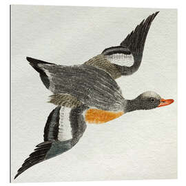 Gallery print Flying Duck