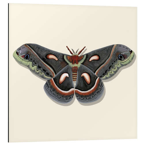 Aluminiumsbilde Giant Moth