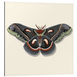 Aluminiumsbilde Giant Moth