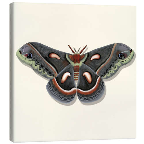 Canvas-taulu Giant Moth
