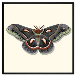 Gerahmter Kunstdruck Riesenmotte