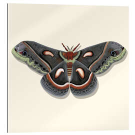 Gallery print Giant Moth