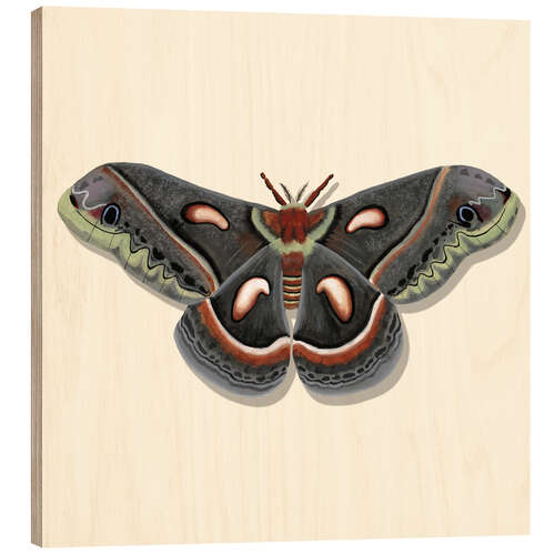 Obraz na drewnie Giant Moth