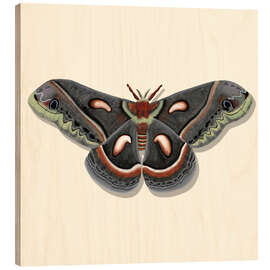Wood print Giant Moth