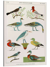 Tableau en aluminium Egyptian Bird Charts II