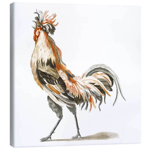 Canvas print Rooster