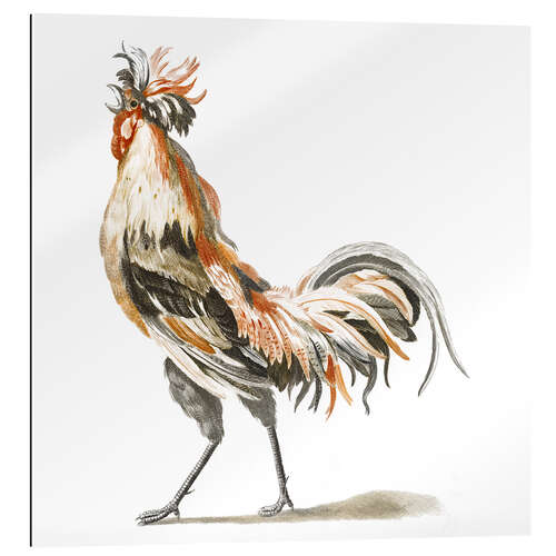 Gallery print Rooster