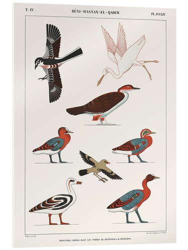 Akryylilasitaulu Egyptian Bird Charts III