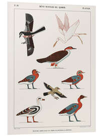 Foam board print Egyptian Bird Charts III