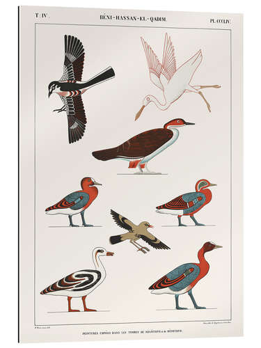 Gallery print Egyptian Bird Charts III