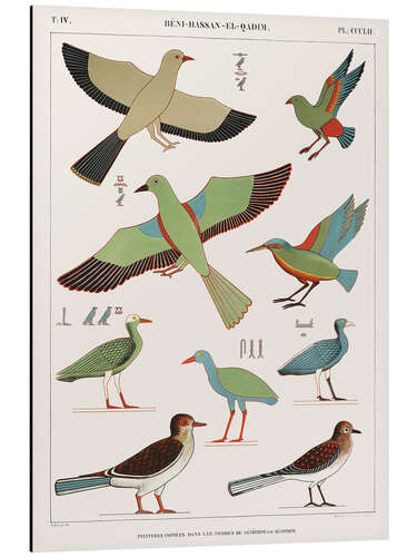 Stampa su alluminio Egyptian Bird Charts IV