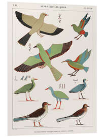 Foam board print Egyptian Bird Charts IV