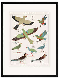 Gerahmter Kunstdruck Verzeichnis der Ägyptischen Vögel IV