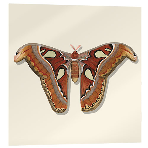 Acrylic print Brown Moth