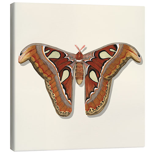 Lienzo Brown Moth