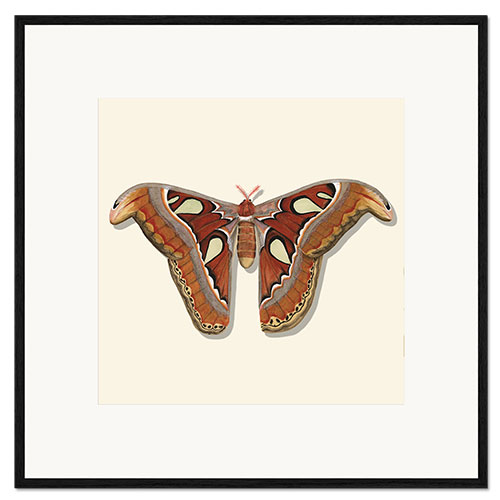 Framed art print Brown Moth