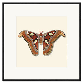 Framed art print Brown Moth