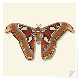 Wall sticker Brown Moth