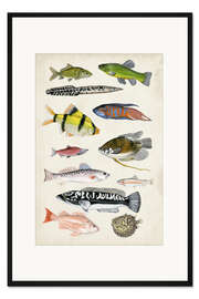 Gerahmter Kunstdruck Meerwasserfische