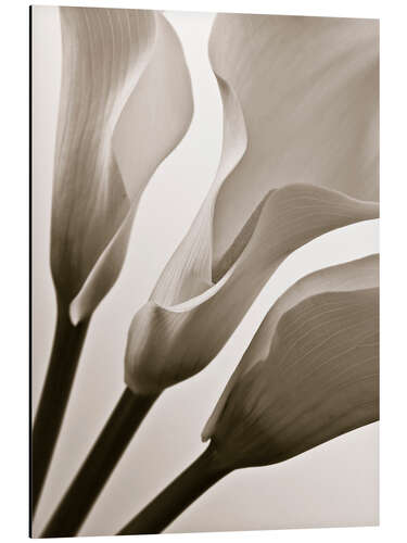 Cuadro de aluminio Calla Lilies