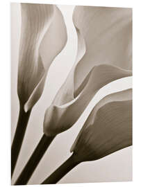 Foam board print Calla Lilies