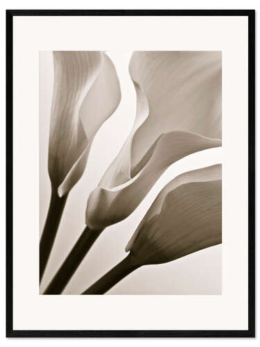 Gerahmter Kunstdruck Calla Lilies