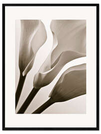 Ingelijste kunstdruk Calla Lilies