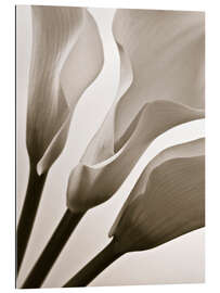 Tableau en plexi-alu Calla Lilies