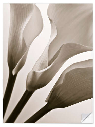 Vinilo para la pared Calla Lilies