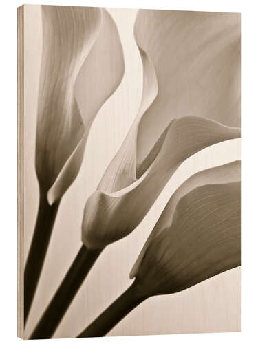 Holzbild Calla Lilies