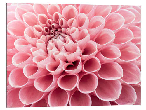 Aluminium print Intricate Petals