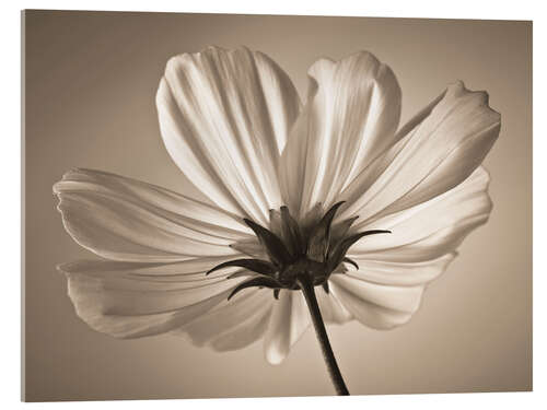 Acrylglasbild Kosmosblume