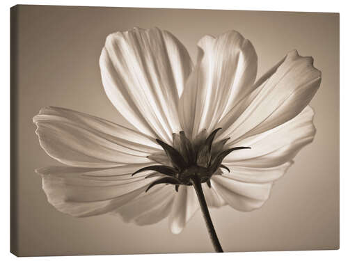 Canvastavla Cosmos Flower