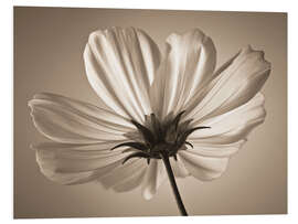 Foam board print Cosmos Flower