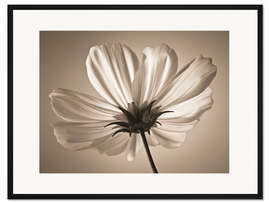 Gerahmter Kunstdruck Kosmosblume