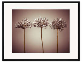 Gerahmter Kunstdruck Drei afrikanische Lilien