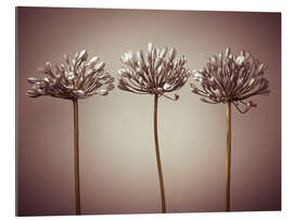 Tableau en plexi-alu Three African Lilies