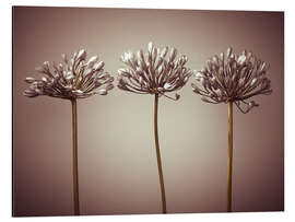 Magnettafel Drei afrikanische Lilien