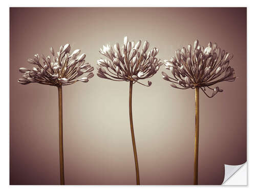 Wall sticker Three African Lilies