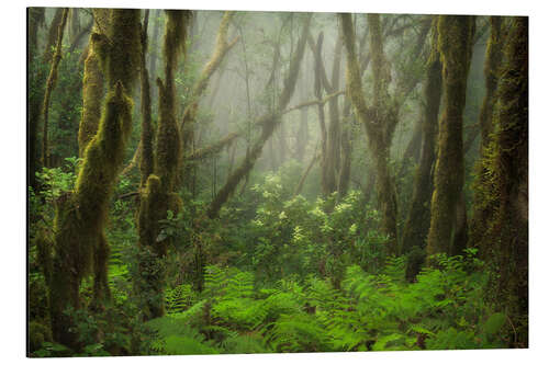 Cuadro de aluminio Foggy Forest in the North of Tenerife