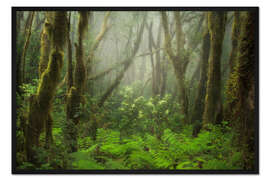 Gerahmter Kunstdruck Nebelwald im Norden Teneriffas