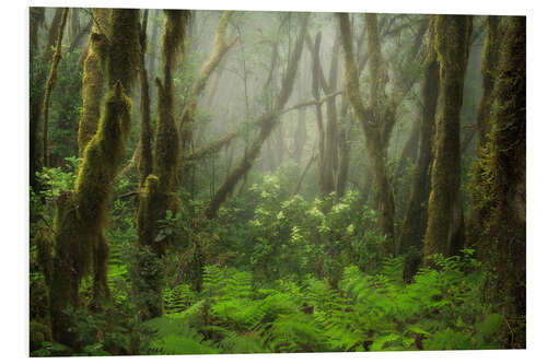 Foam board print Foggy Forest in the North of Tenerife