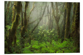 Foam board print Foggy Forest in the North of Tenerife