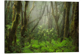 Gallery print Foggy Forest in the North of Tenerife