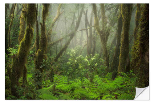 Sticker mural Foggy Forest in the North of Tenerife