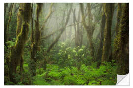 Självhäftande poster Foggy Forest in the North of Tenerife