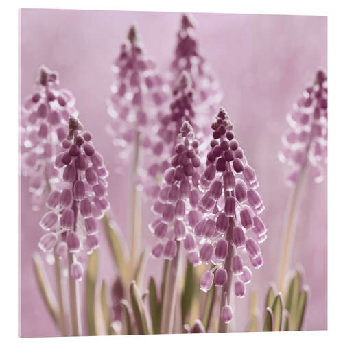 Cuadro de metacrilato Grape Hyacinths in the Backlight