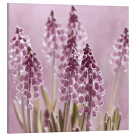 Aluminiumsbilde Grape Hyacinths in the Backlight