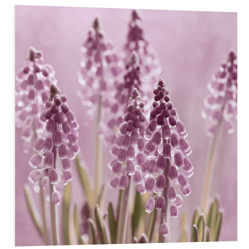 PVC print Grape Hyacinths in the Backlight